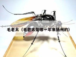 毛老太（毛老太是哪一年来扬州的）